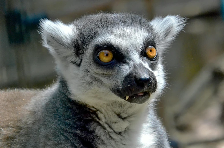 a lemur staring with yellow eyes and grey fur