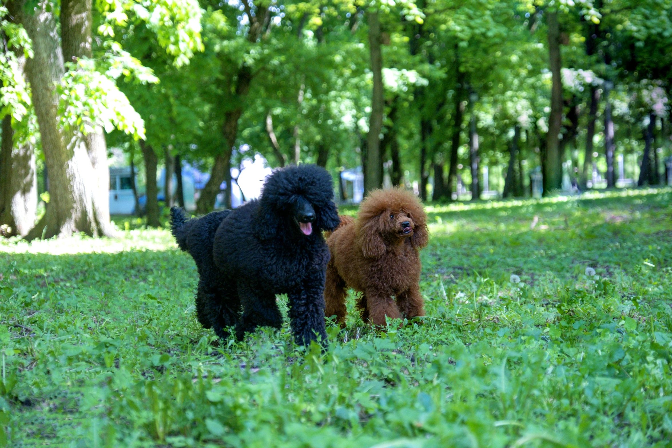 two poodles are walking along in the woods