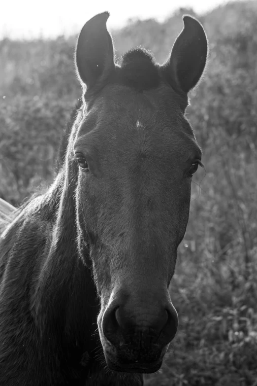 a horse has it's head close to the camera