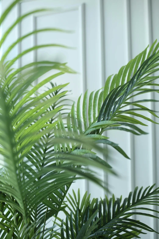 a close up of a fern plant with an image of the leaves on it