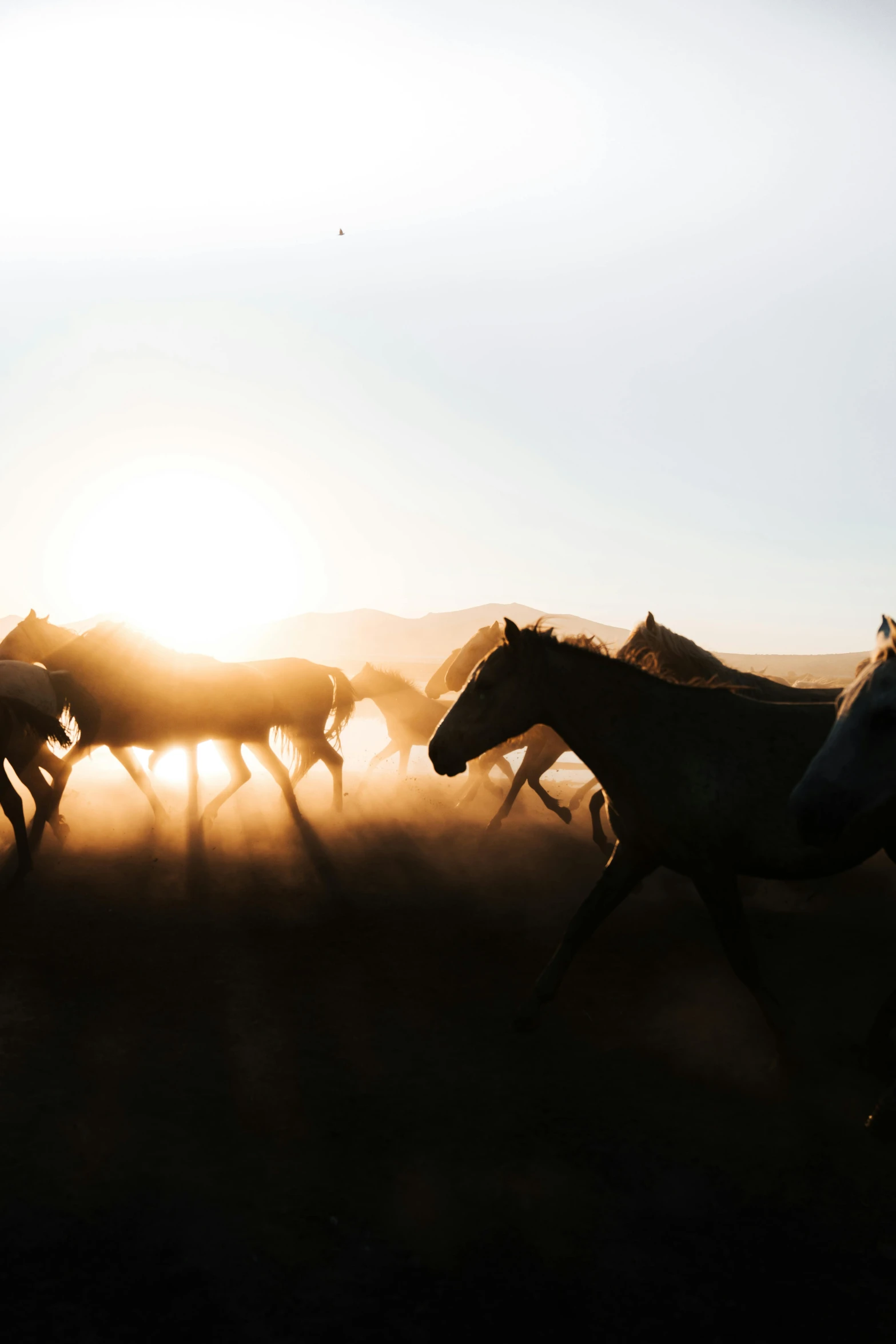 herd of wild horses walking through a field