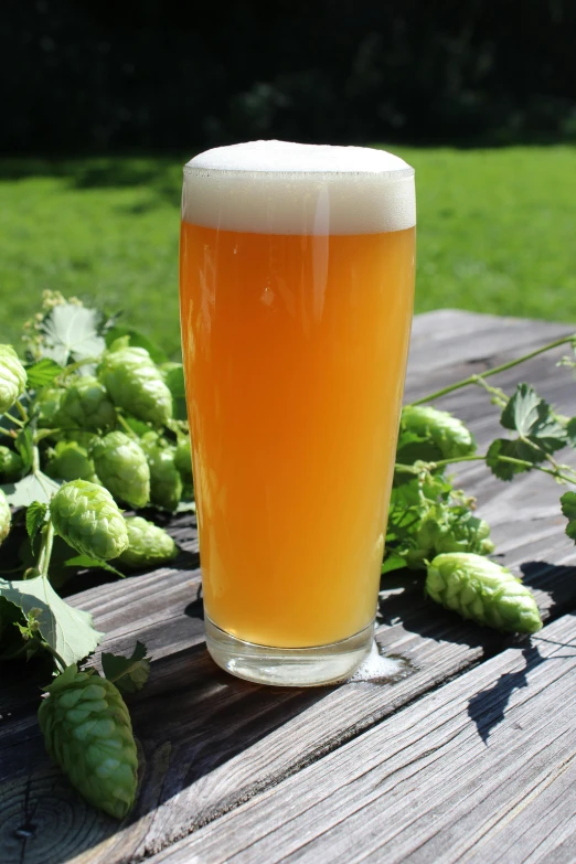 a glass of beer with hops in the background