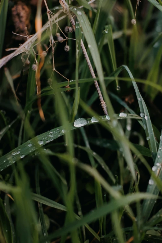 a water drop is seen on the grass