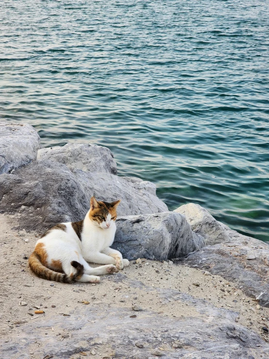 a cat sitting on the rocks in front of the water