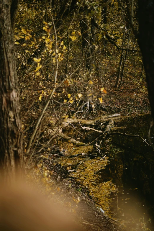 leaves on a fallen tree leaning on a body of water