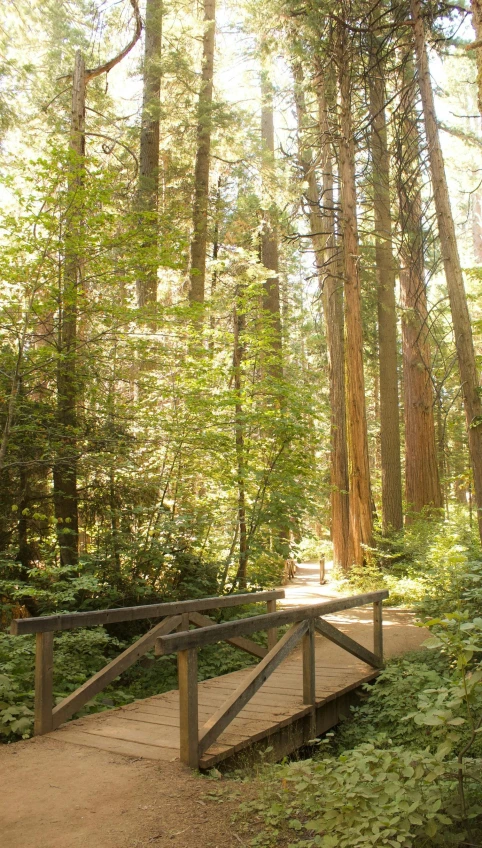 a wooden bridge in the middle of a wooded area