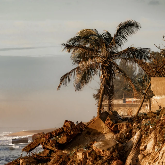 there are several palm trees on the shore line