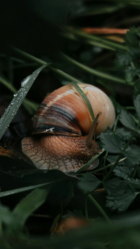 a snail laying in some green leaves under some rain drops