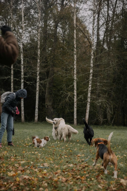 a bunch of dogs playing in the grass