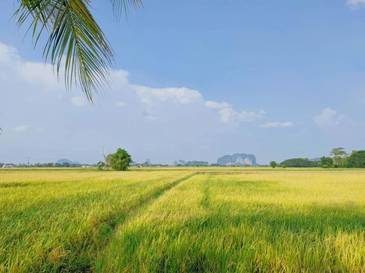 an open field of grass with a lone tree