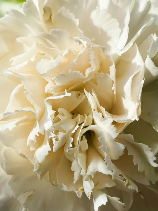 closeup of a very white colored flower