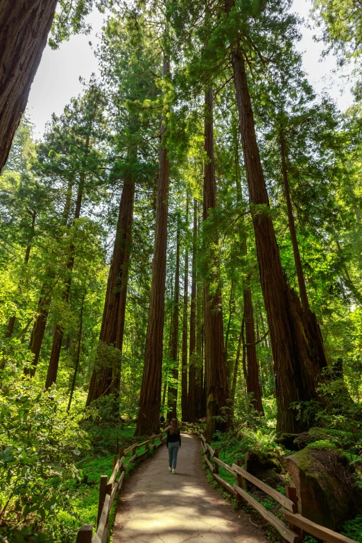 a person walks across a wooden bridge surrounded by tall trees