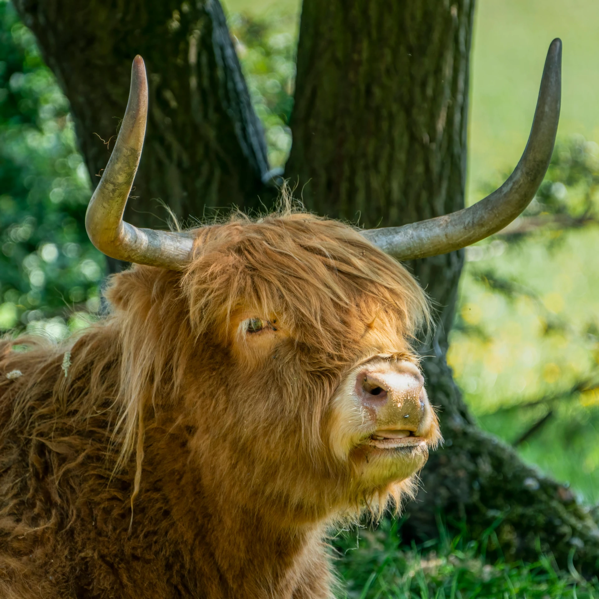 a brown buffalo standing next to a tree