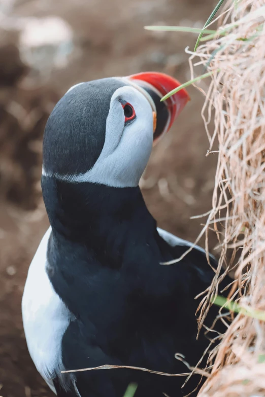 the black and white bird is pecking at some straw