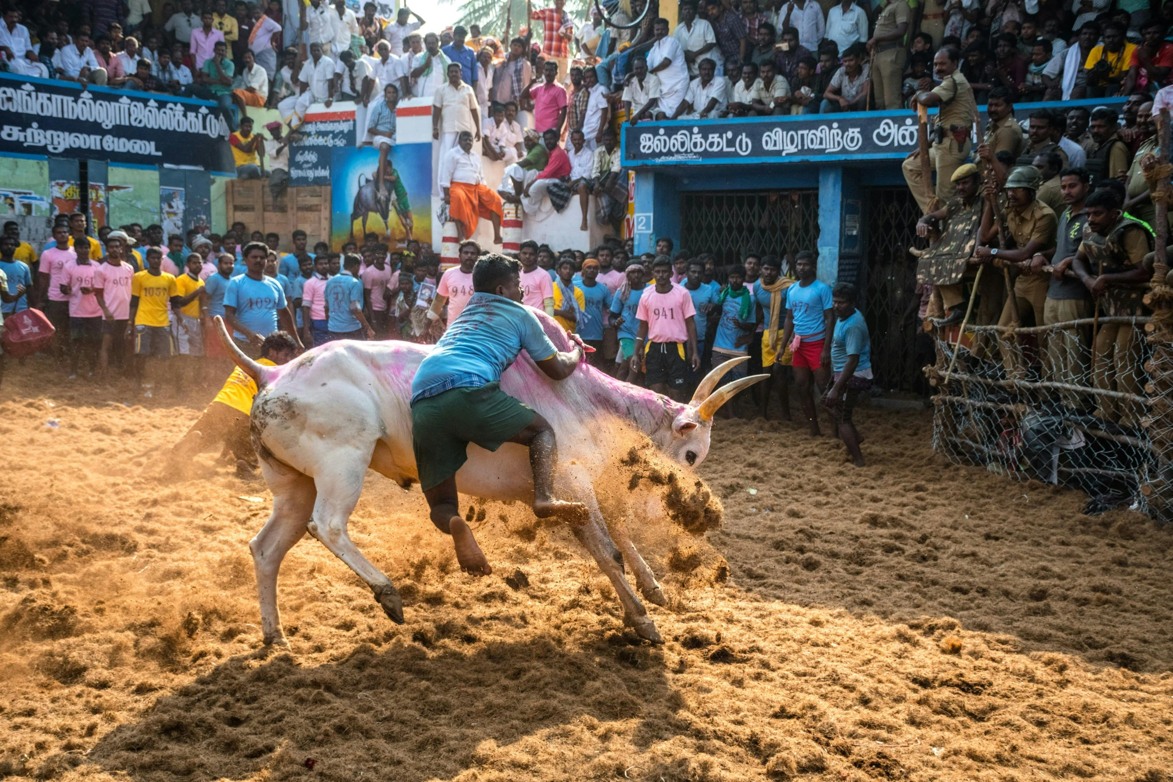 a bull in a ring getting knocked by another animal