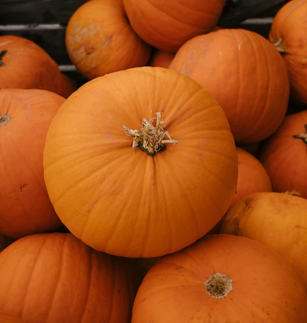 some orange pumpkins are on display for people to see