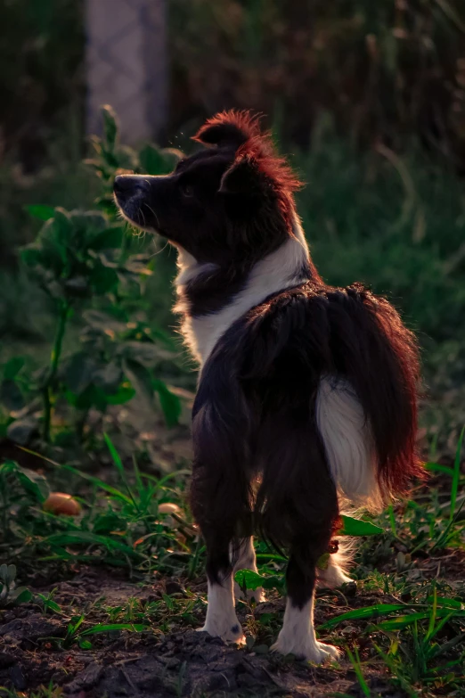 a small dog standing in the middle of grass