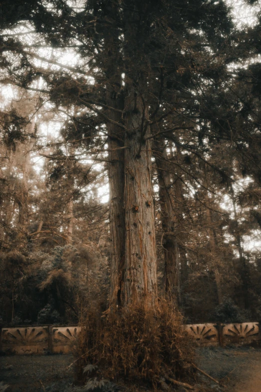 the tall tree is in the middle of the park