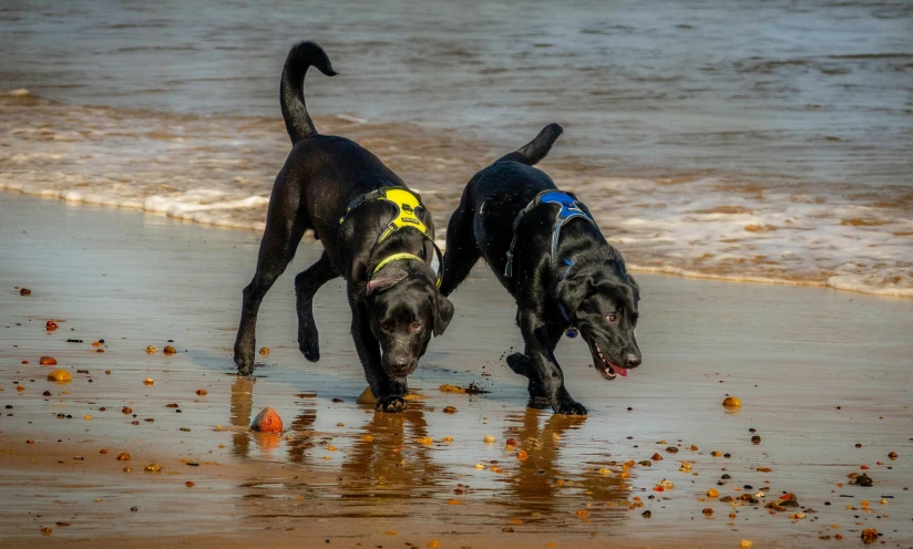 two dogs are in the water on the beach