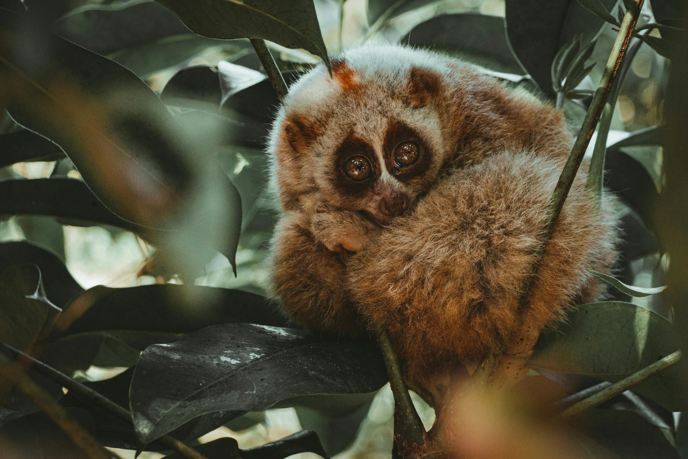 a brown fuzzy animal that is sitting in a tree