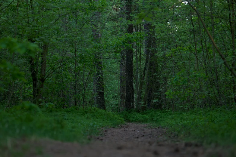 the path in the forest is lined with tall trees