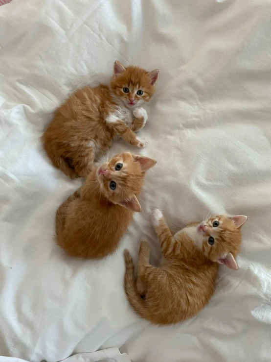 kittens laying down and interacting with each other on a bed