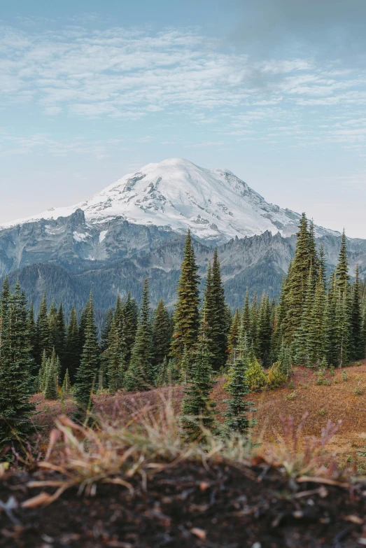 the view of a mountain with evergreen forest below