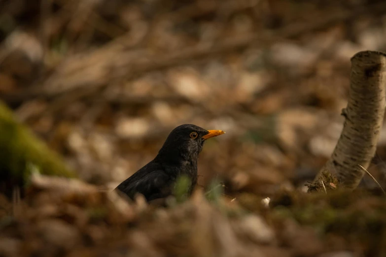 a small black bird standing next to a tree stump