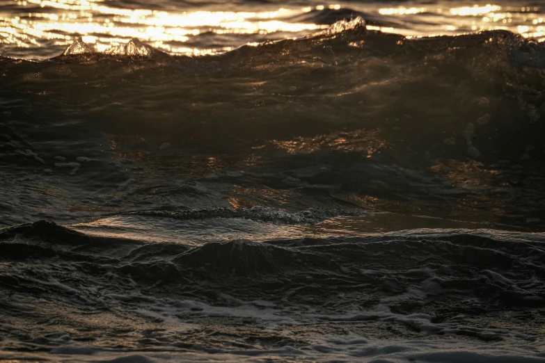 a bird standing in the water at sunset