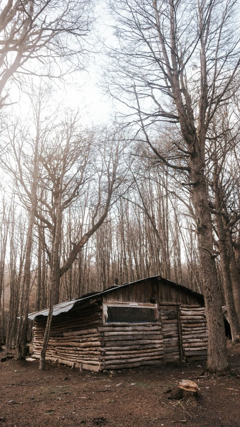 an old log cabin stands in the forest