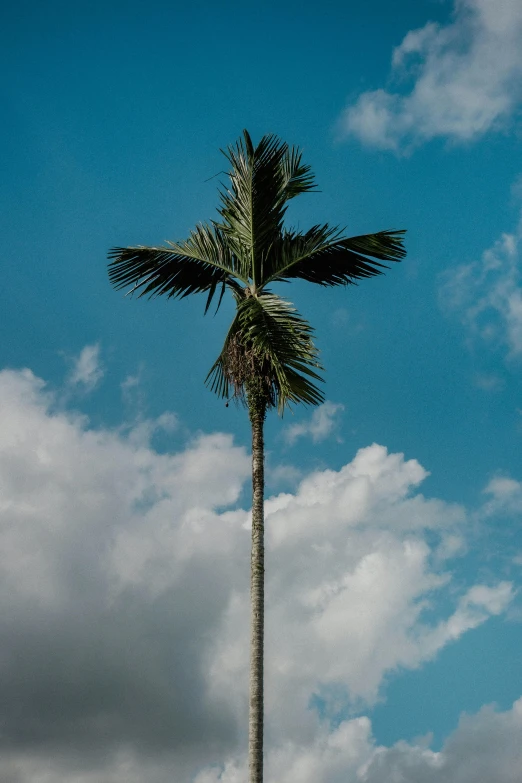 a large palm tree next to some tall buildings