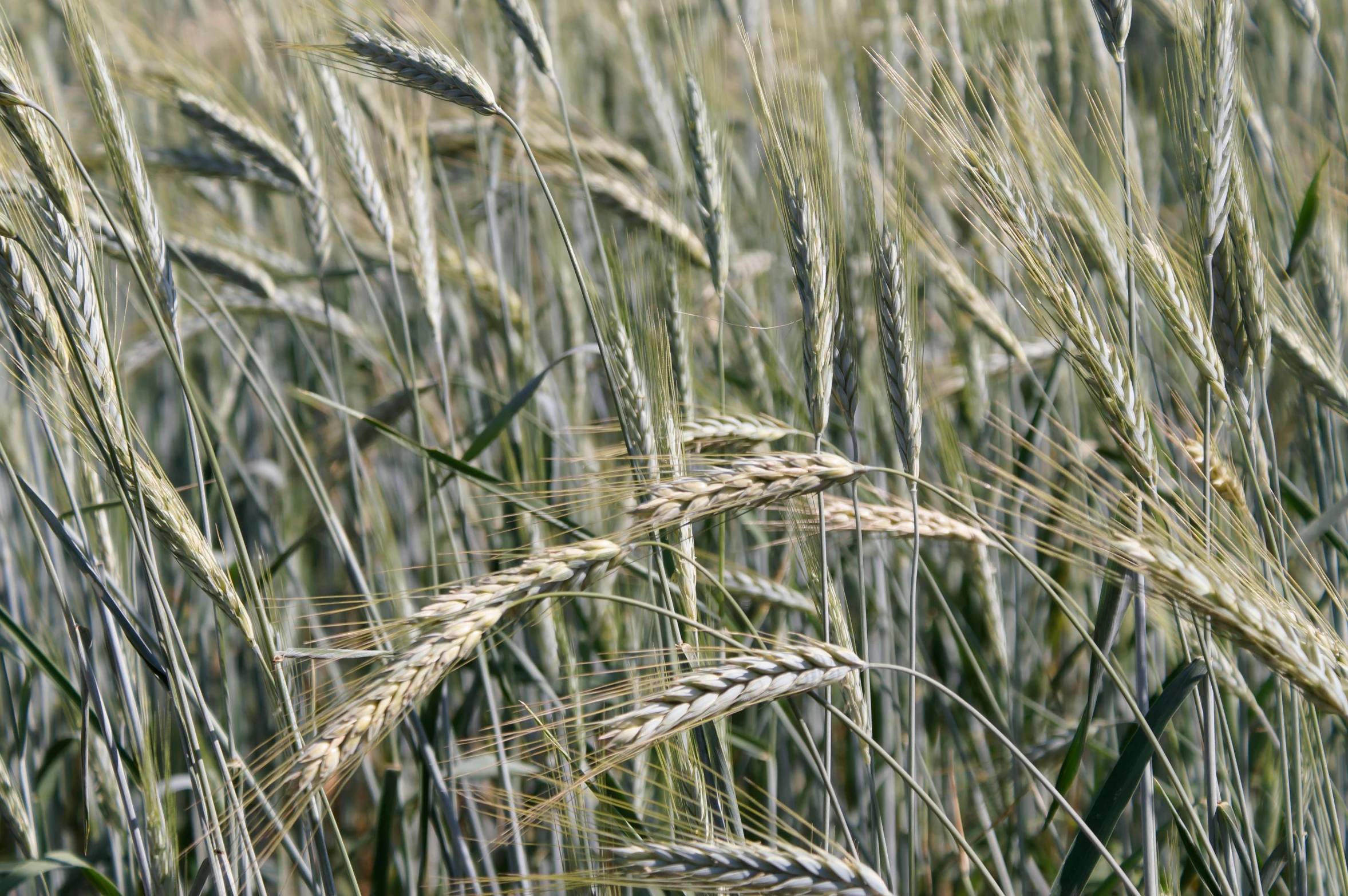 a large field with lots of ripe wheat