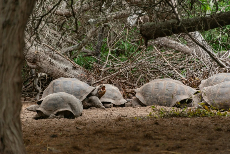 group of three giant turtles walking on dirt near woods