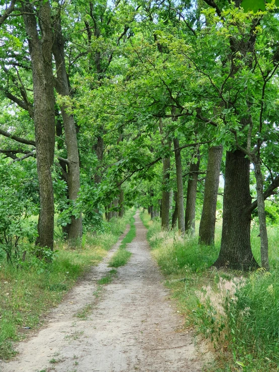 a dirt road is surrounded by trees and greenery