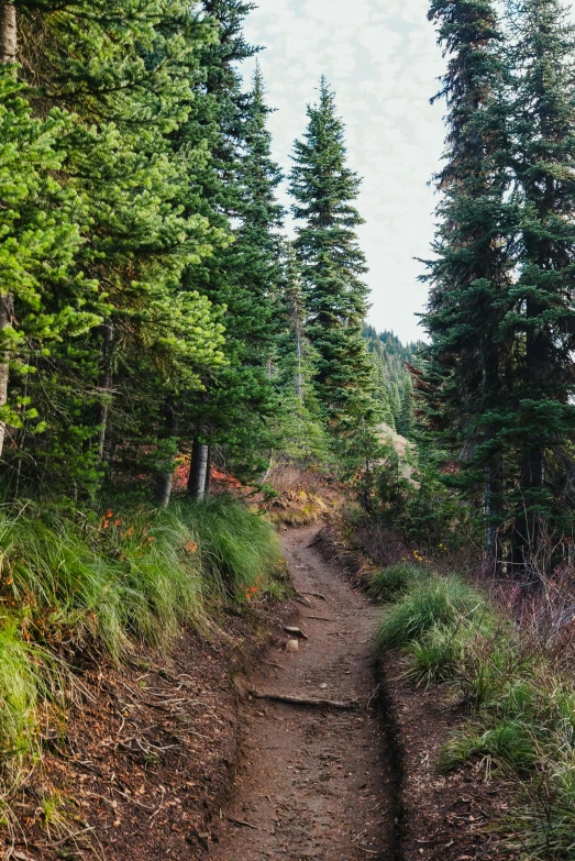 a dirt path with trees and shrubs on either side