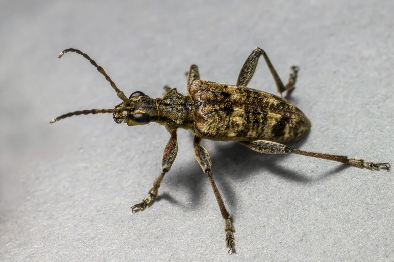 a brown bug sitting on top of a white table