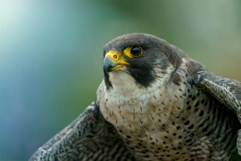 a black and white bird with yellow eyes