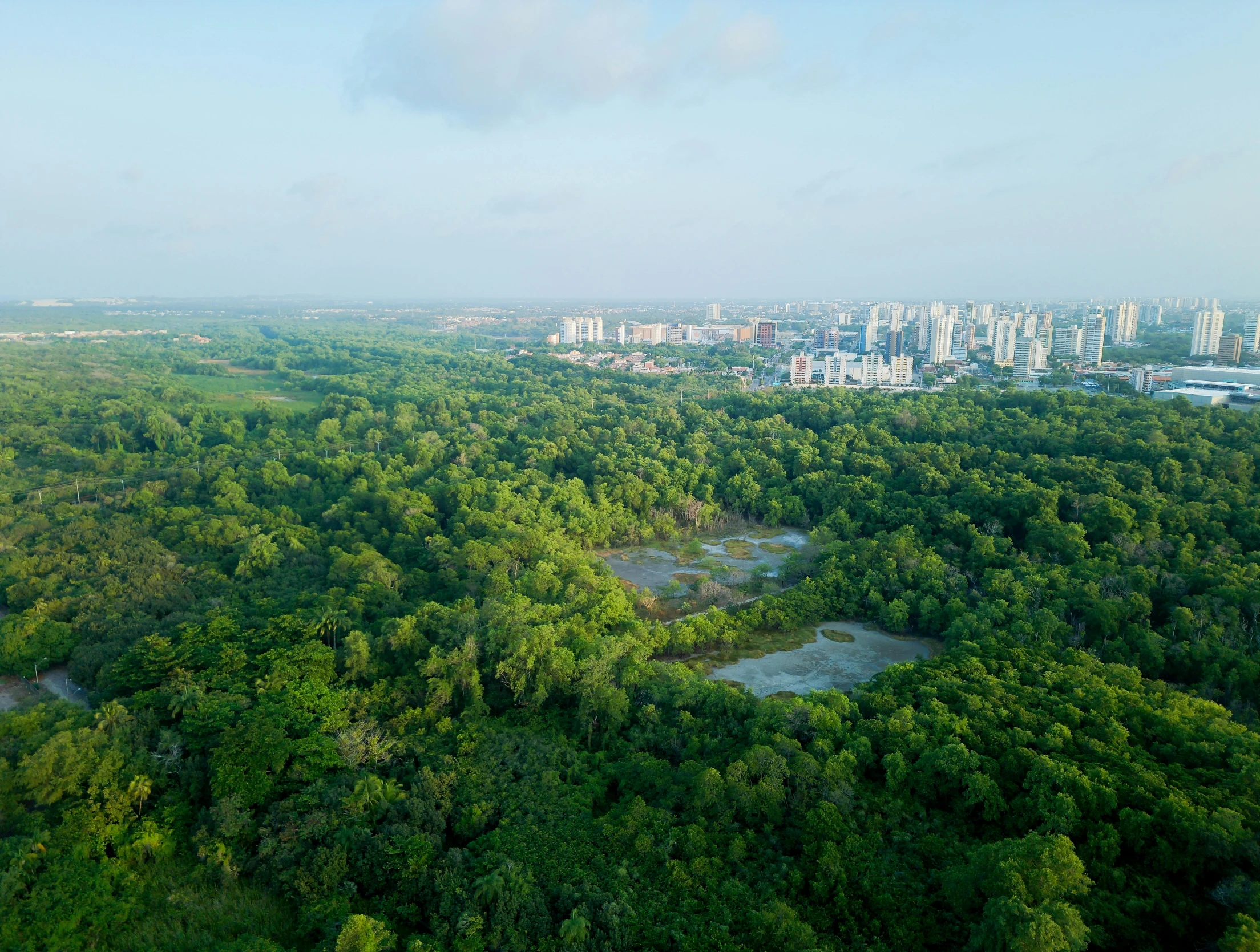 green trees surrounding city seen from above