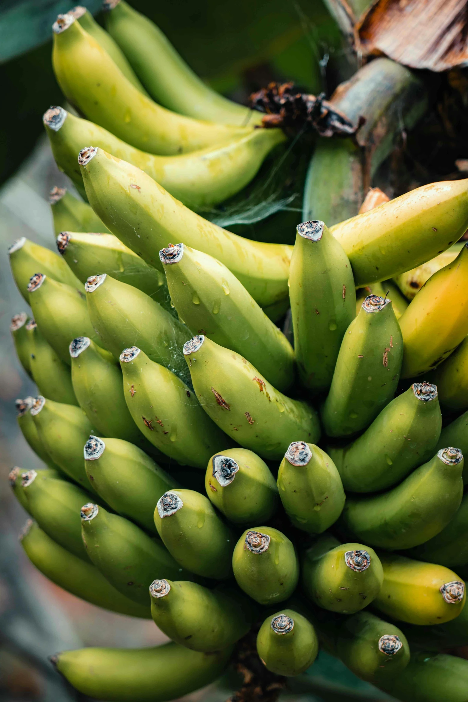 bunches of bananas on the tree ready for picking