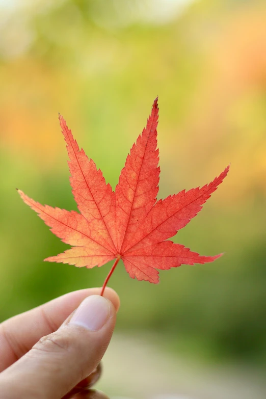 a hand holding a leaf in front of a blurred background