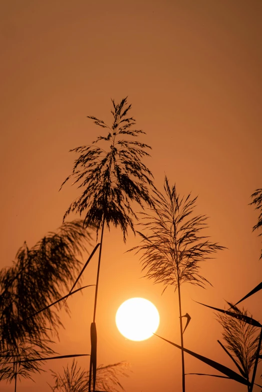 the sun is shining through the leaves on a tree