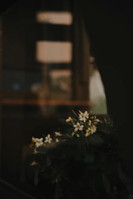 the small white flower is sitting on a table