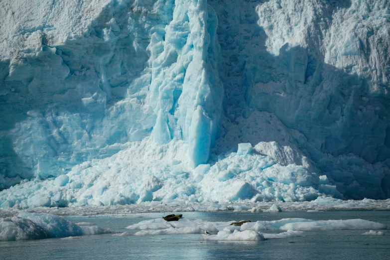 a bear is in the water by ice cliffs