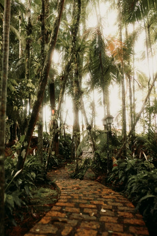 a pathway through a tropical garden covered in green plants