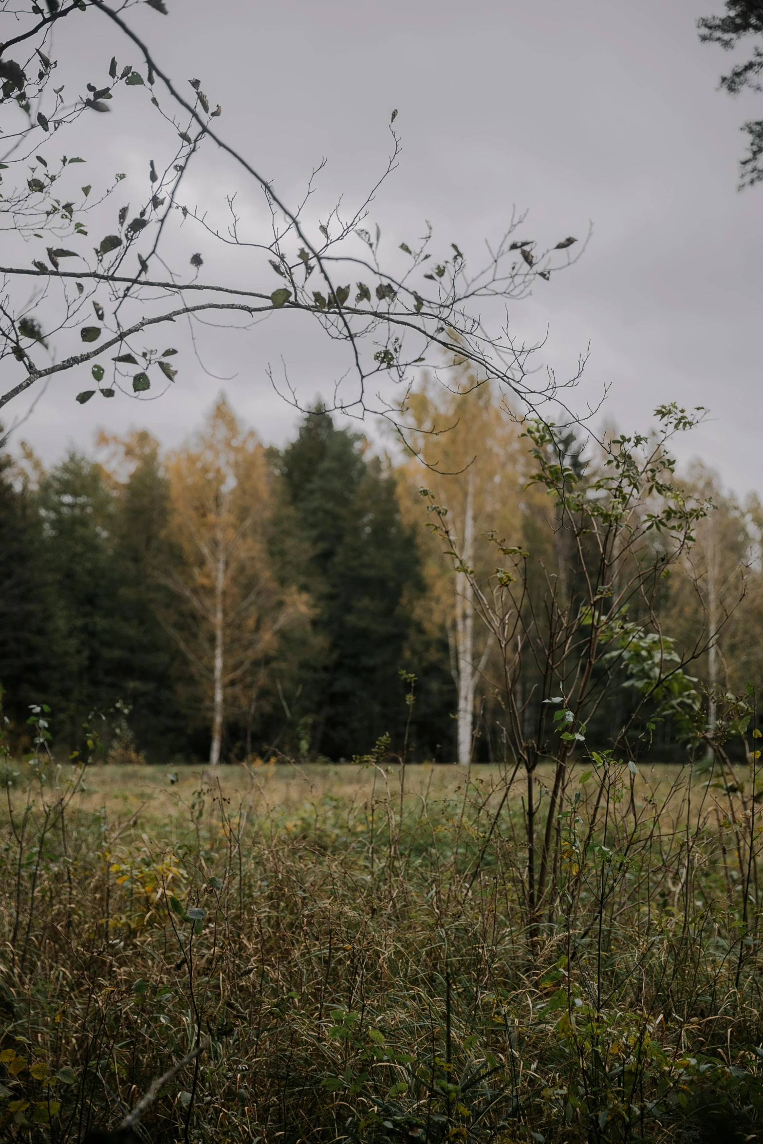 a view of the forest, through the nches of trees