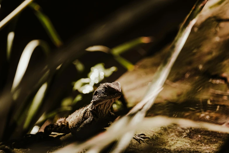 an animal is sitting on the ground near tall green grass