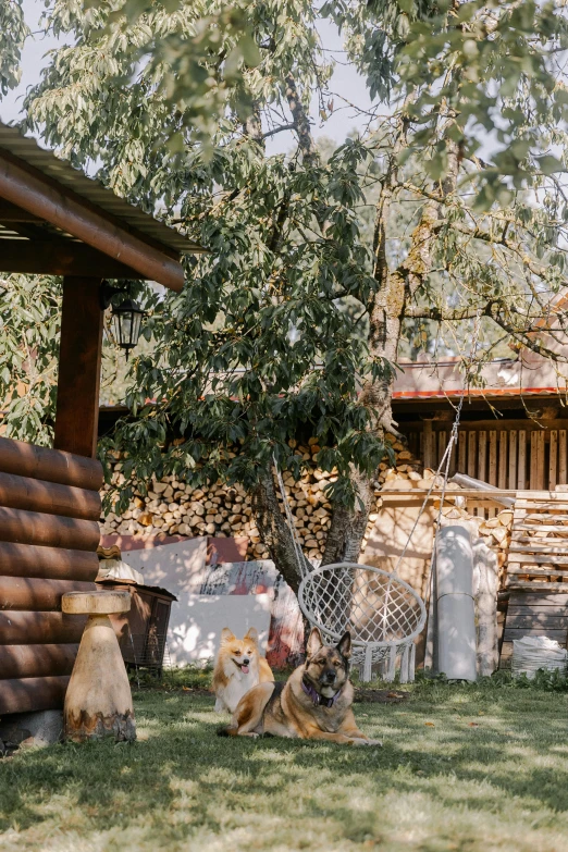 a couple of dogs sitting next to a wooden cabin