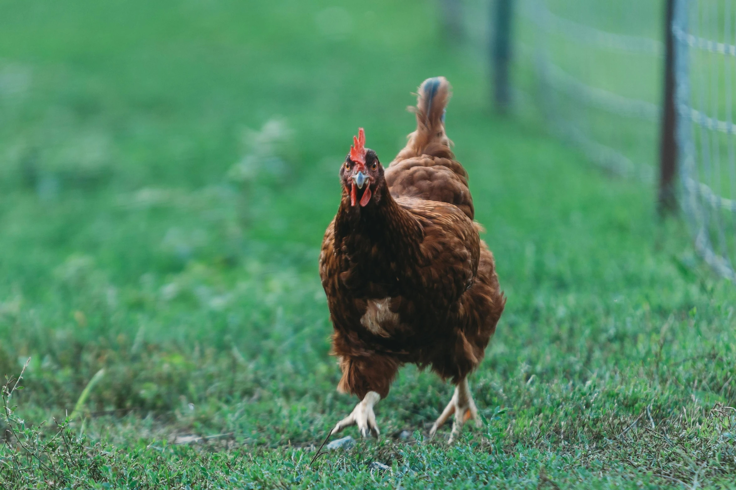 a hen in the grass near a wire fence