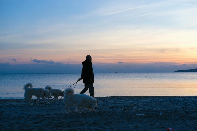 a person walking two dogs on the beach