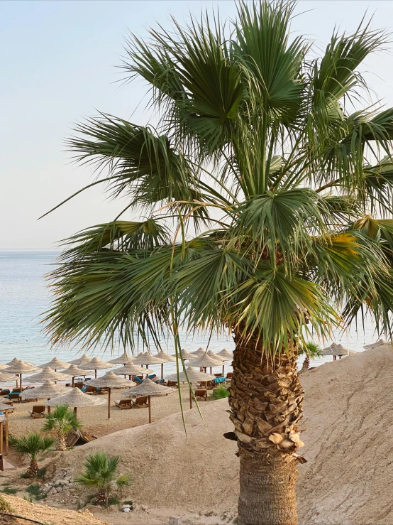 palm tree with blue ocean in background with sunbathers